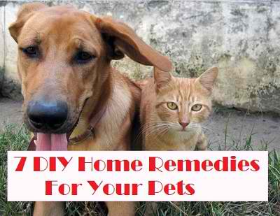 7 DIY Home Remedies For Your Pets