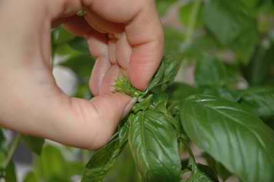 Ten Mistakes New Herb Gardeners Make