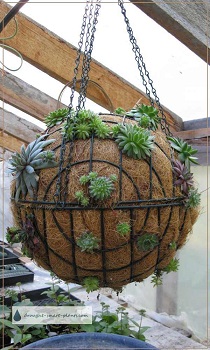 Succulent Sphere